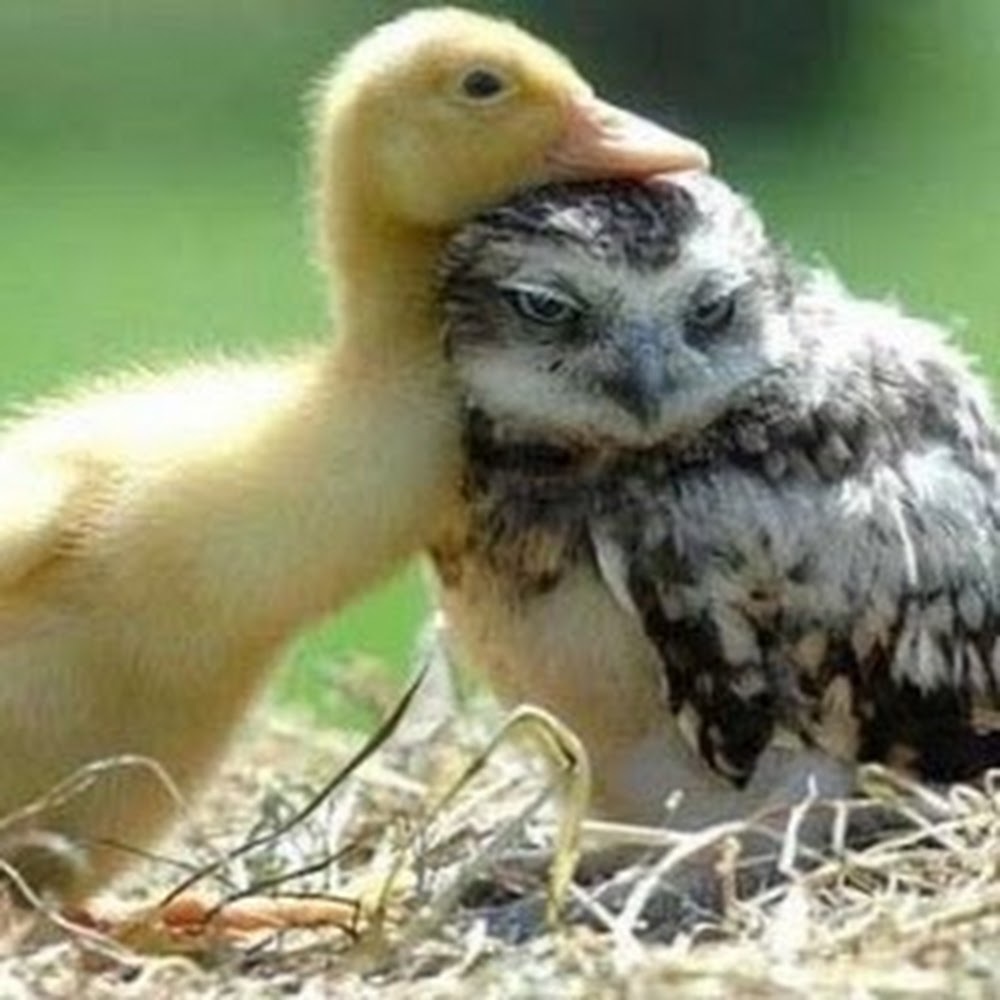 Meet your Posher, Annemarie